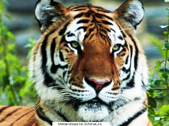 GaMe - Dap ea este Tiger Vreau o poza cu Hayle Duff - Jocuri
